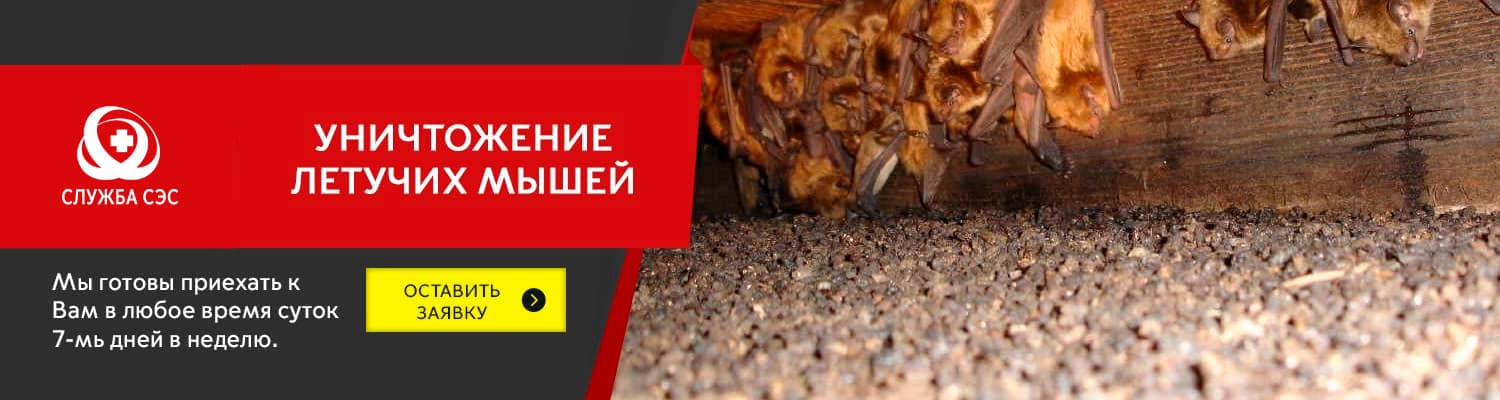 Уничтожение летучих мышей в Пушкино